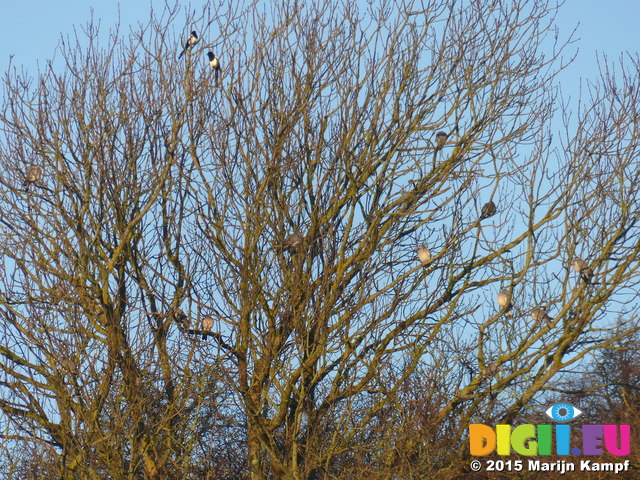 FZ011970 Woodpigeons (Columba palumbus) in tree